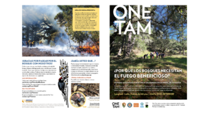 Pdf version of the forest walk