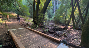 Wide accessible boardwalk at Roy's Redwoods