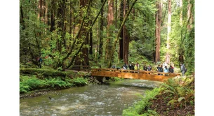 image of printed version of self guided forest walk, featuring a bridge going over a creek in a redwood forest
