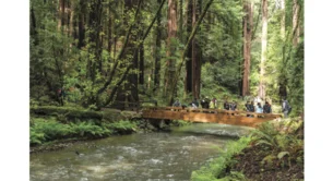 forest walk cover for Muir Woods in Spanish, featuring a bridge over a creek in a redwood forest