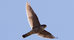 A brown-colored Merlin flying wings spread against a pale blue sky