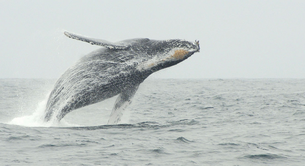 A humpback whale is seen breaching off the coast of California in 2010.