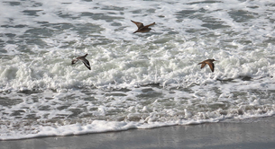 Shorebirds observed during perigean spring tide in January 2024