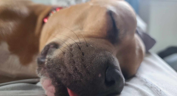 Charlie blep