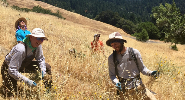Four people pull weeds in a golden field of dry grasses.