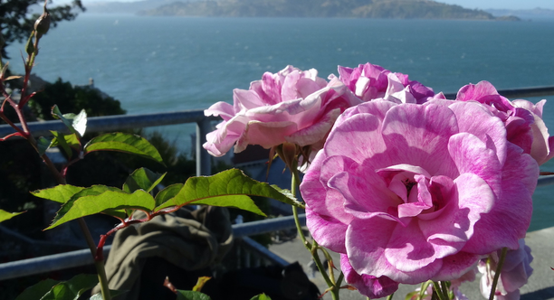 Brilliant Pink Iceberg Roses at Alcatraz Historic Gardens.