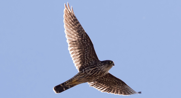 A brown-colored Merlin flying wings spread against a pale blue sky