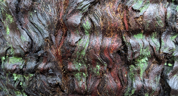Dark brown, wet tree bark in a rippled pattern with scattered green patches of lichen.