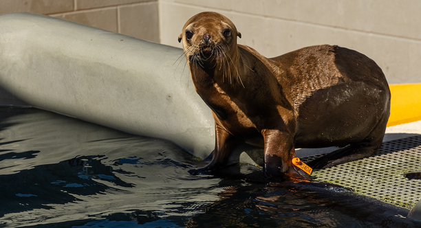 CSL_Alcatraz_15854_photo_by_Bill Hunnewell_The_Marine_Mammal_Center_2x1 A sea lion at The Marine Mammal Center in the Marin Headlands.