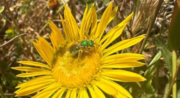 A California pollinator explores a brilliant yellow flower.