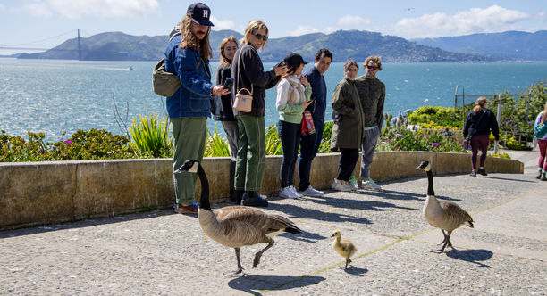 A group of Alcatraz visitors admire a family of geese walking through the historic landmark