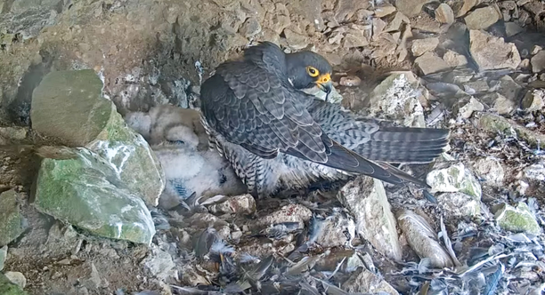 A Peregrine Falcon grooming itself at its nest with baby chicks at Alcatraz Island