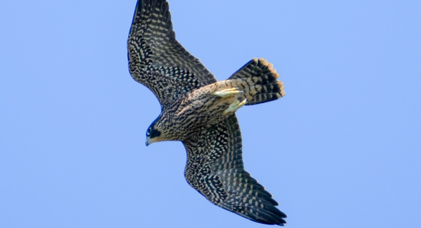 Young Peregrine Falcon in Flight A young peregrine falcon soaring across a blue sky with wings spread
