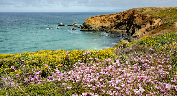 Wildflowers at Mori Point