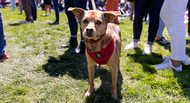 A leashed dog poses for a photo at Parks4All: Brewfest, a beer festival and fundraiser, on Saturday, July 29th, 2023 in the Presidio of San Francisco.