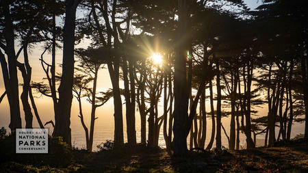 Sun setting in cypress trees over Lands End