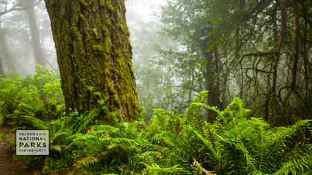 Lush green forest with fern and mossy tree in foreground