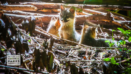 baby foxes in Muir Woods