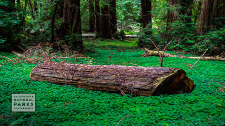 Fallen log on a lush green forest ground