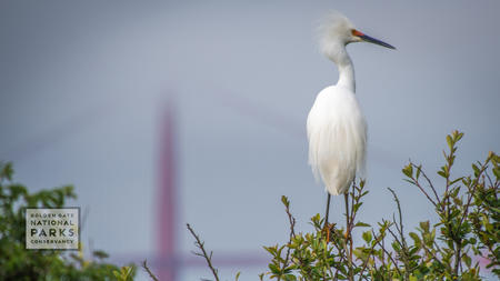 Snowy egret on Alcatraz with out of focus Golden Gate Bridge in background