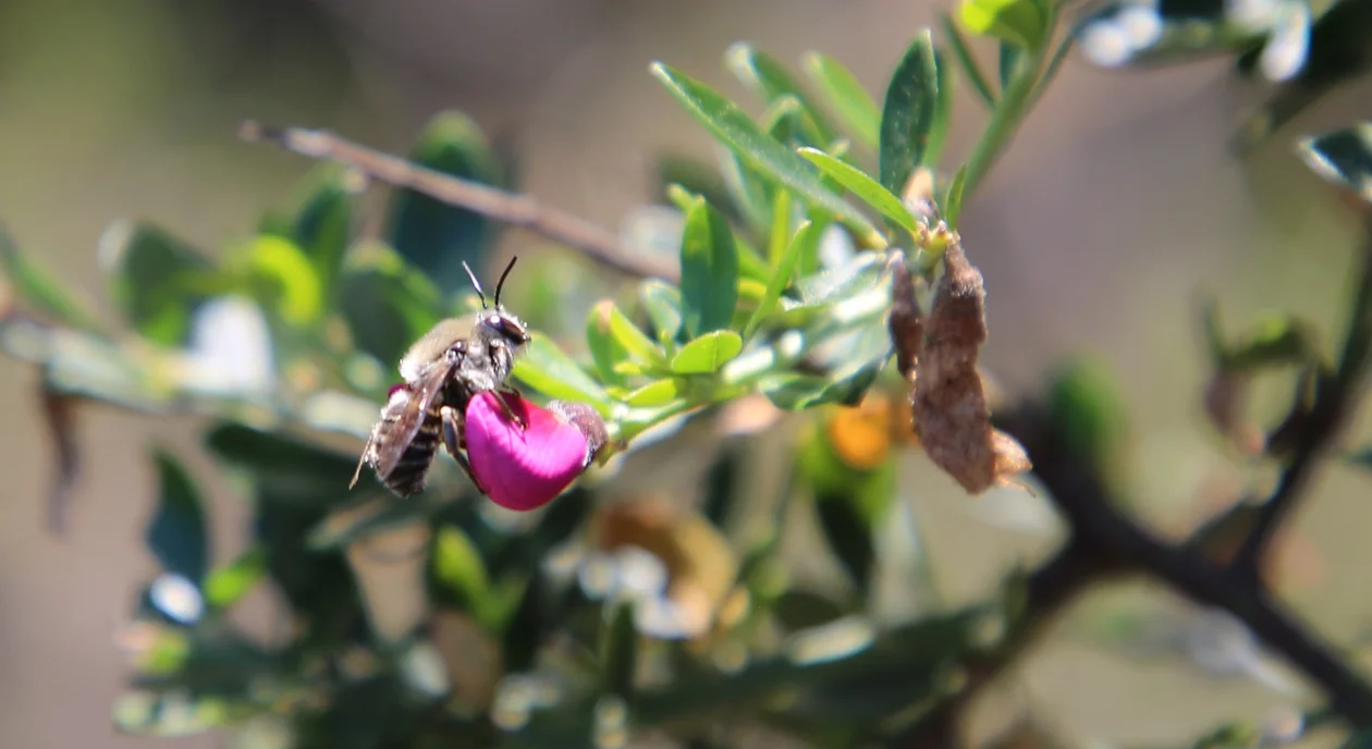 San Francisco leaf-cutter bee forages on a chaparral pea flower.
