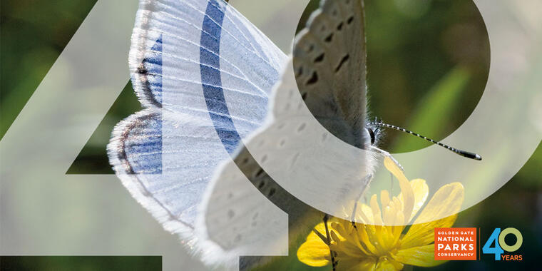 Mission blue butterfly seen landing on a yellow flower.