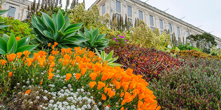 alcatraz gardens