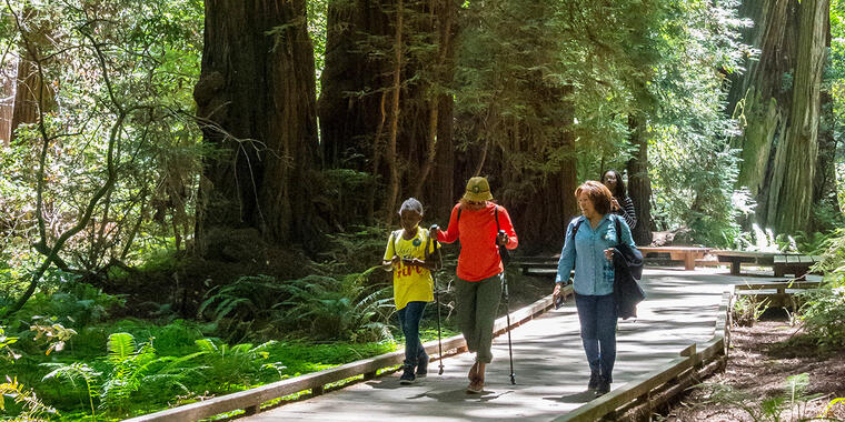 People walk among the redwood trees in Muir Woods.