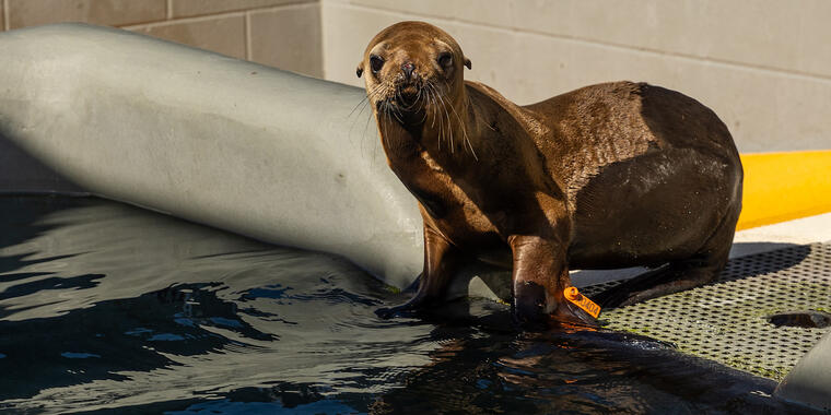 A sea lion at The Marine Mammal Center in the Marin Headlands.