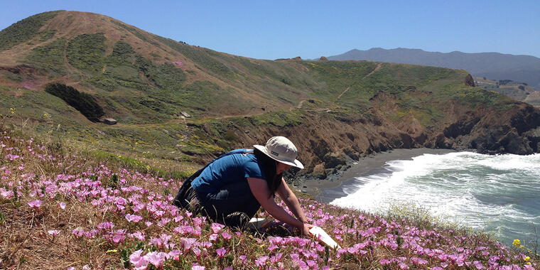 A person collects seeds from bright pink wildflowers along a bluff with mountains in the background.