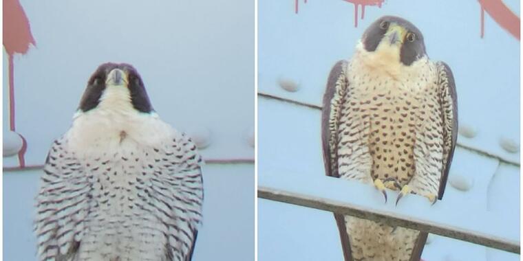 Side-by-side photos two peregrine falcons, male on left and female on right.
