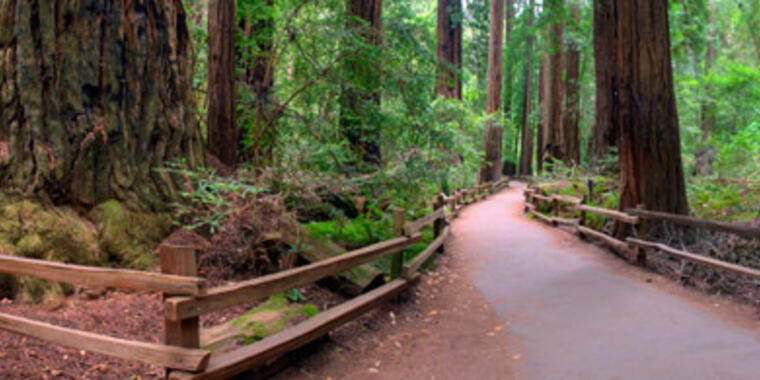 Muir Woods