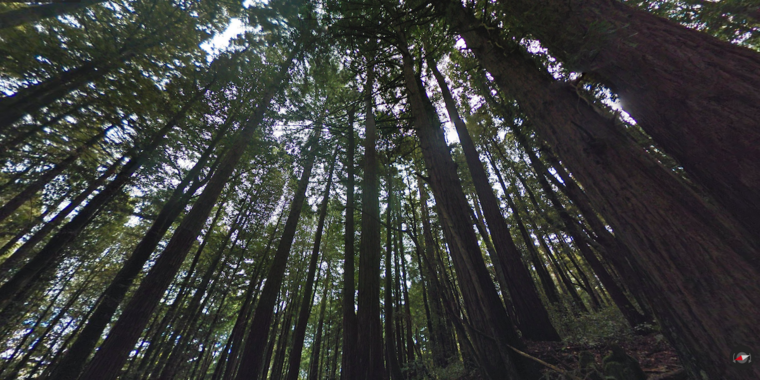 Screenshot of redwoods along the Lonely Trail in Phleger Estate.