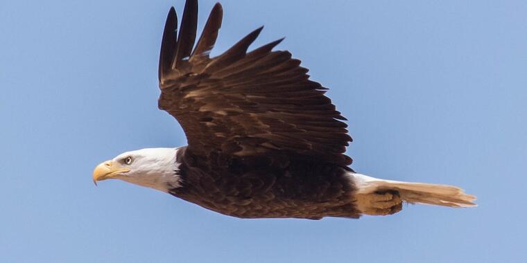 Bald Eagle