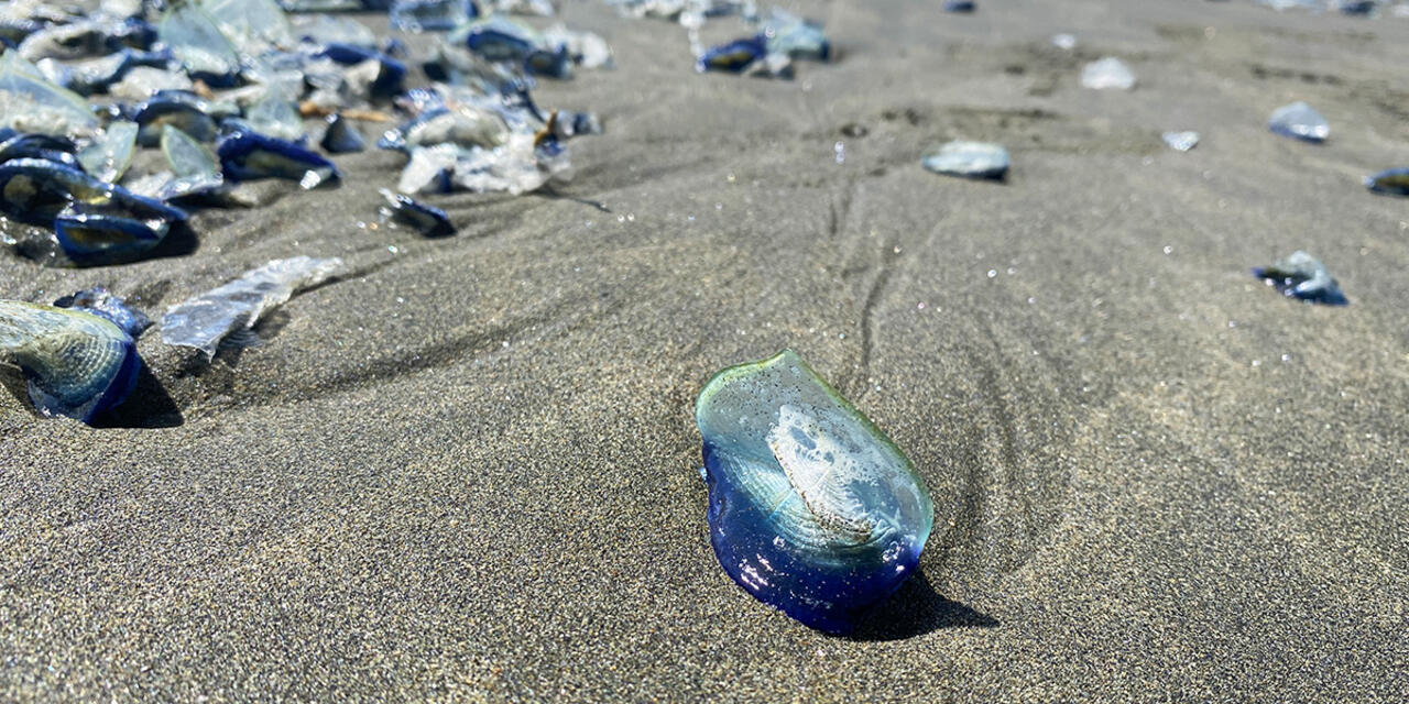 A small blue disc-shaped creature, Velella velella, on a beach