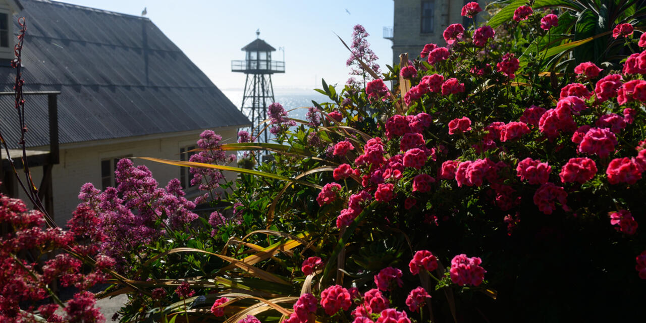 Alcatraz historic gardens 