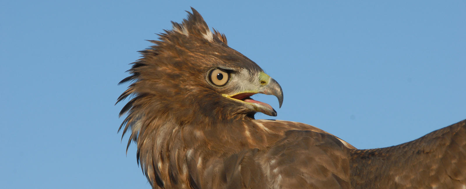 Red-tailed Hawk