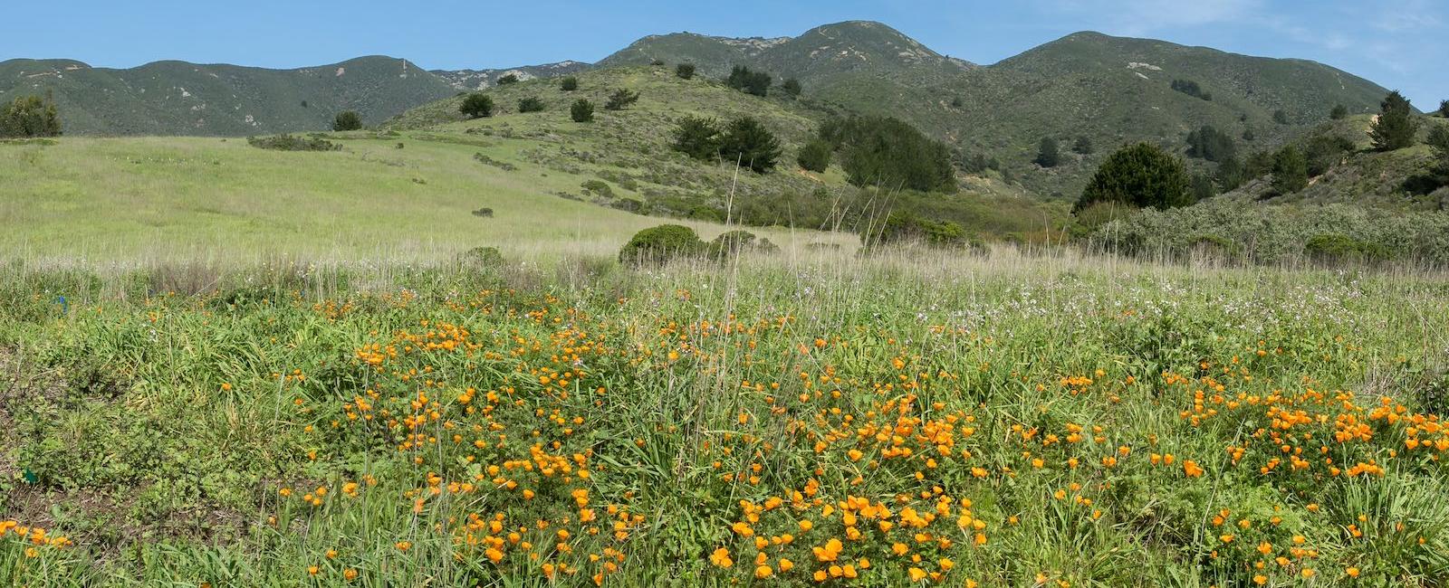 A sunny day at Rancho Corral de Tierra