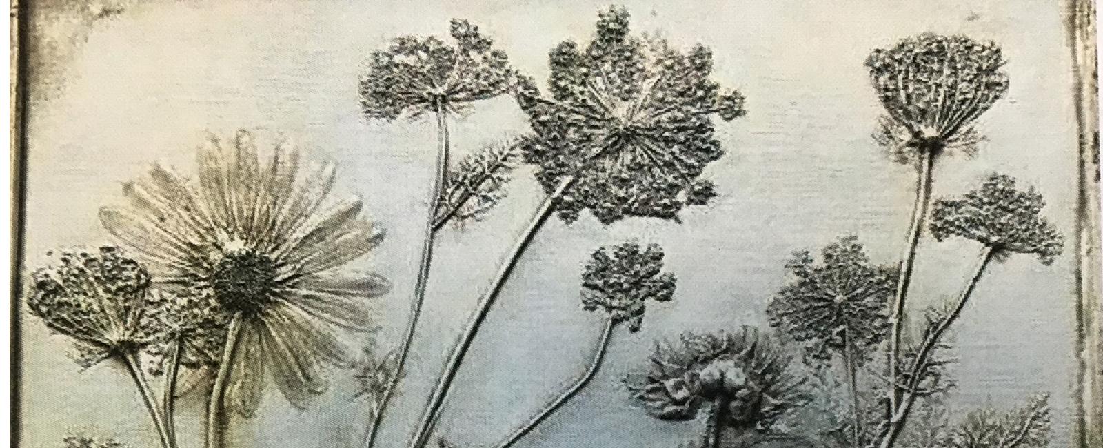 Sample of a botanical impression