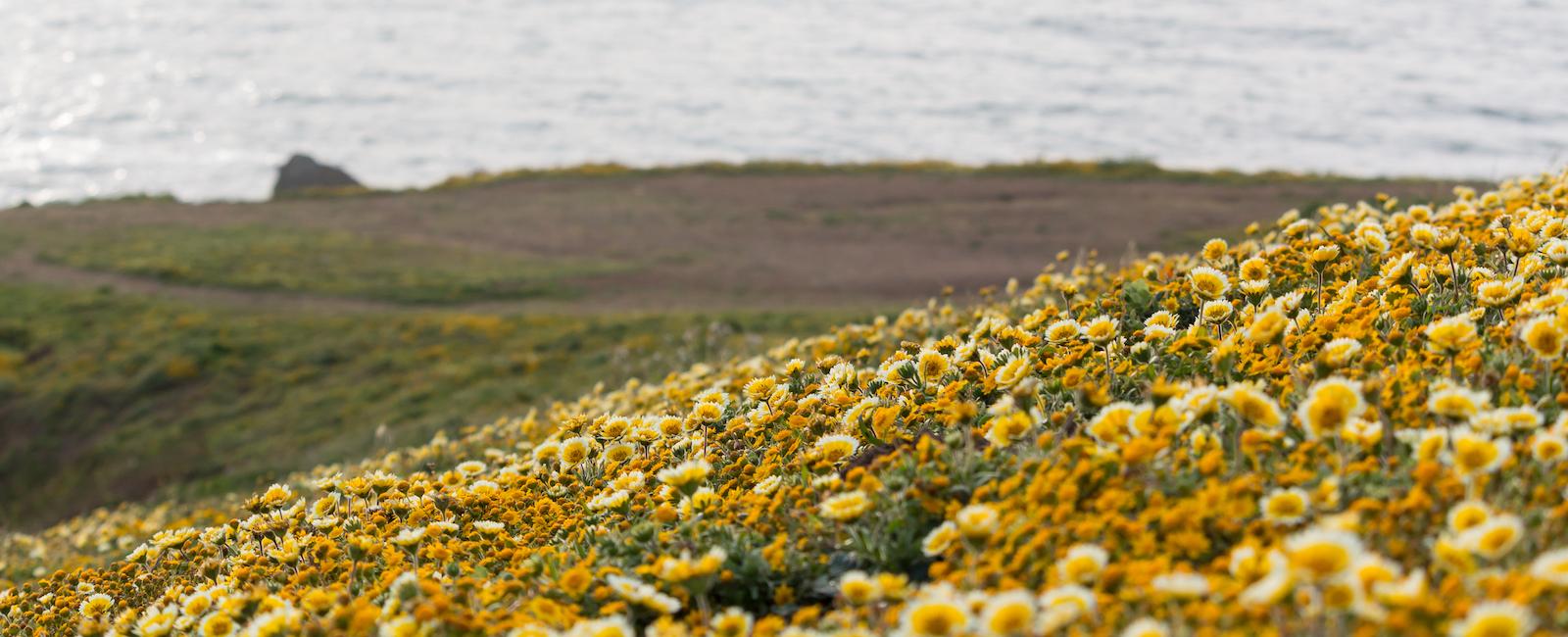 Wildflowers blooming at Mori Point