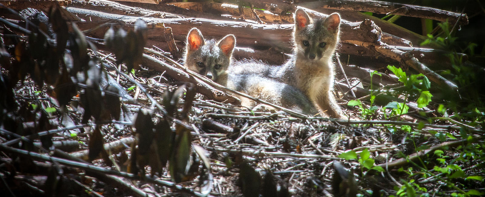 Baby foxes in Muir Woods