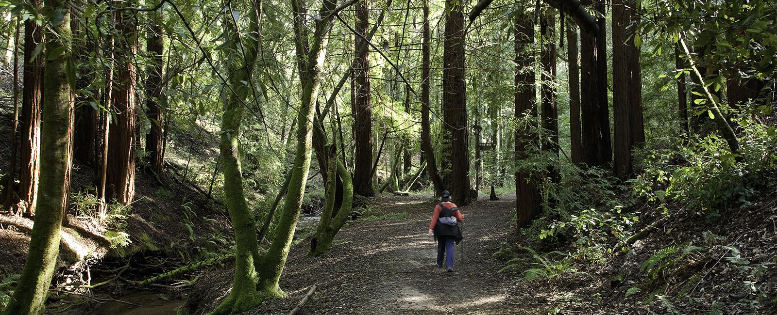 Hiking among redwoods