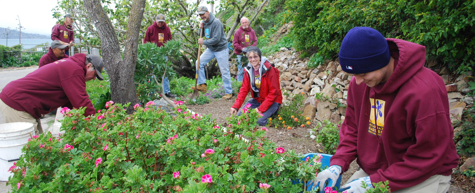A group of volunteers working in the historic gardens of Alcatraz 