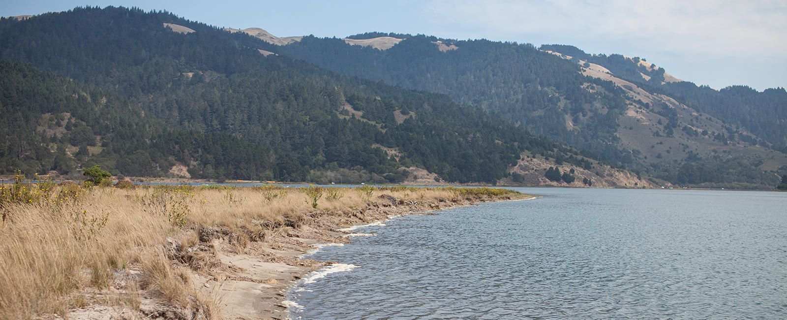 Bolinas Lagoon is host to a wide variety of wildlife.