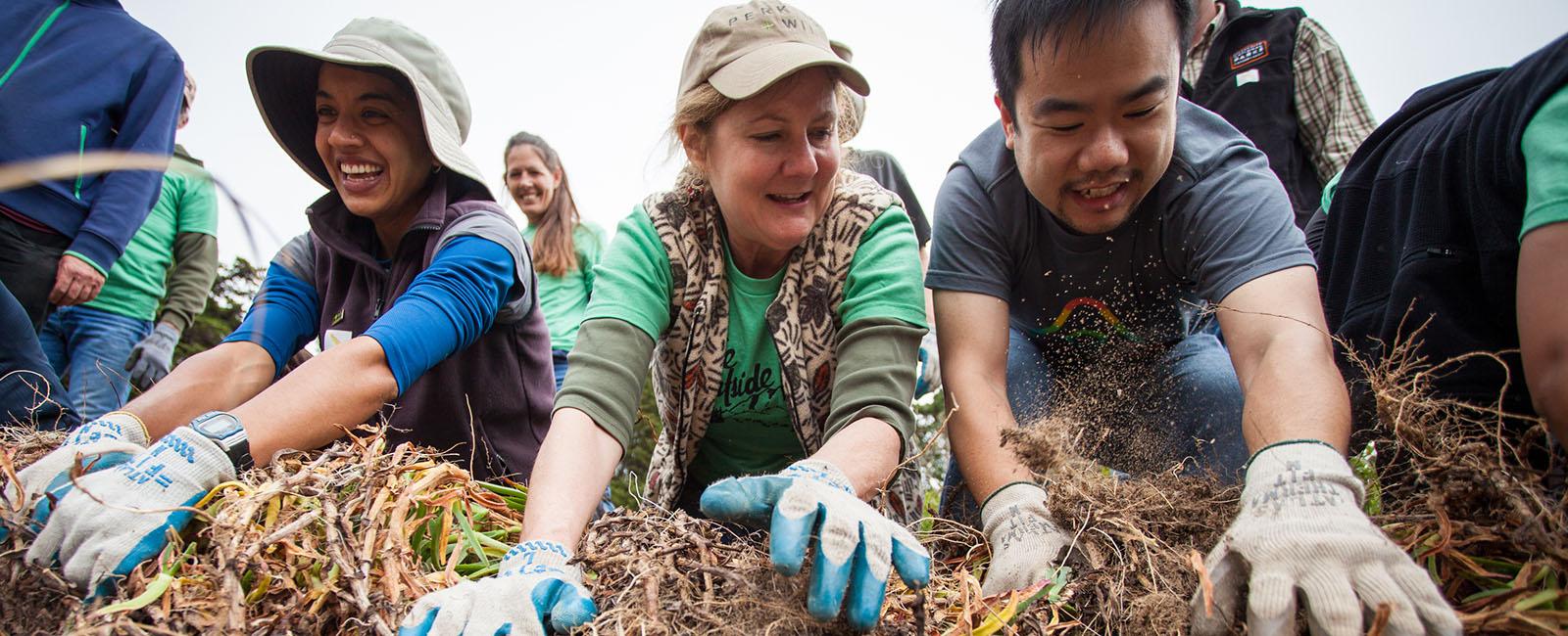 Volunteers removing ice plant at Fort Miley