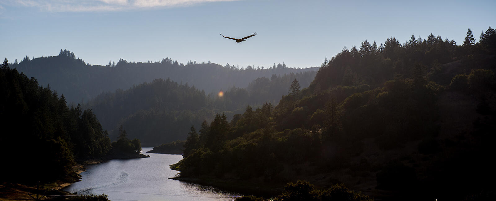 A raptor flies near Mt. Tam. A raptor flies near Mt. Tam.