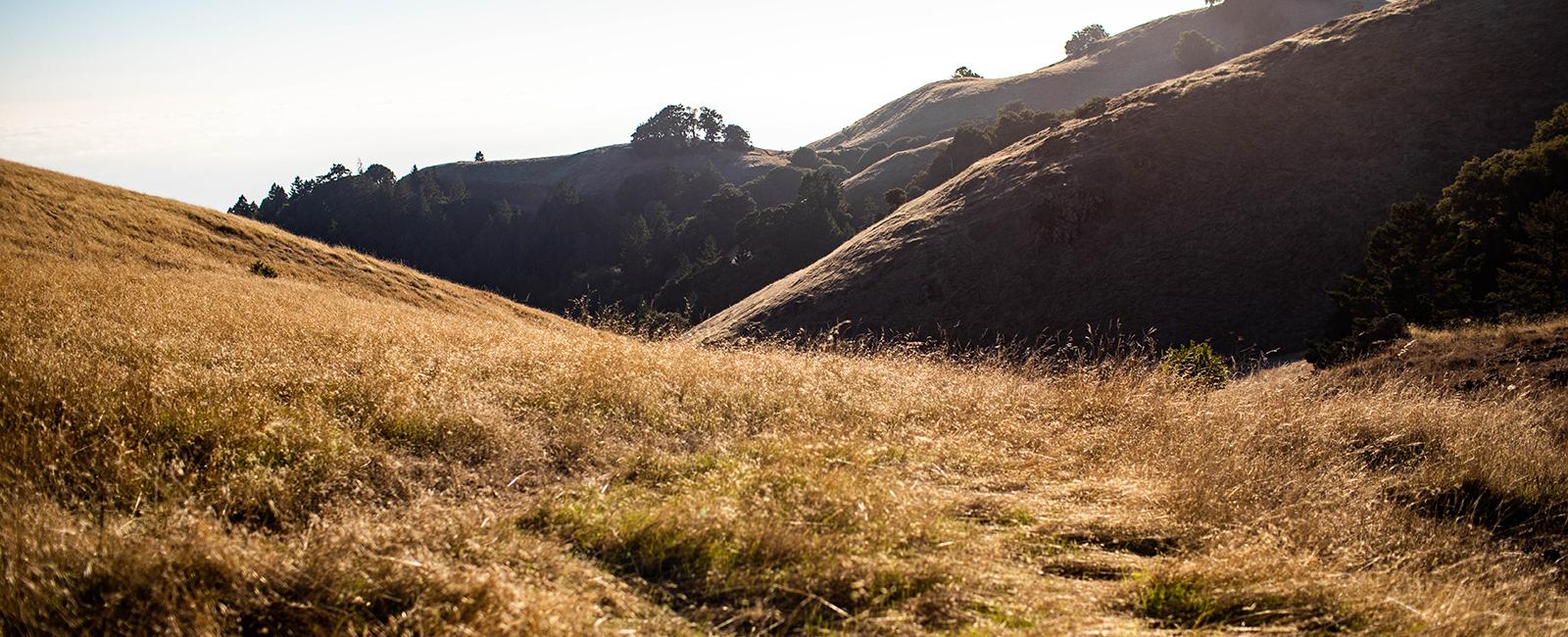 The natural beauty of Mount Tamalpais