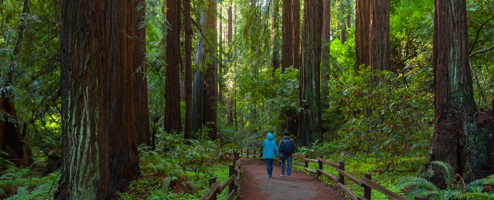 Muir Woods Decal Official Golden Gate National Parks Conservancy CA Redwoods