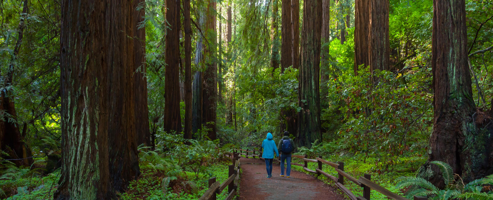 Two people walking among large redwood trees in Muir Woods.