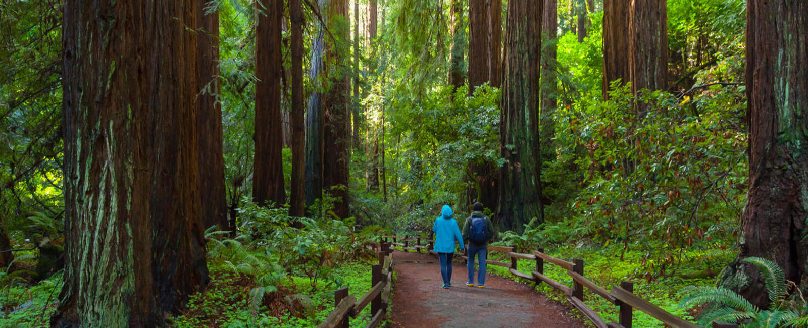 Two people walking among large redwood trees in Muir Woods.